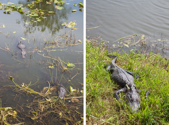 Everglades_Alligators.jpg